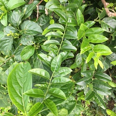 Capparis lanceolaris