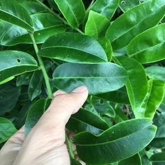 Capparis lanceolaris