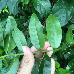 Capparis lanceolaris