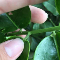 Capparis lanceolaris