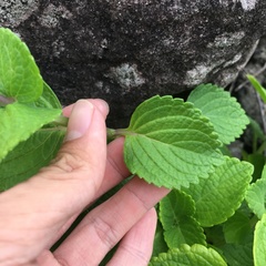 Coleus formosanus