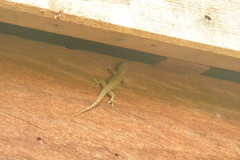 Hemidactylus frenatus