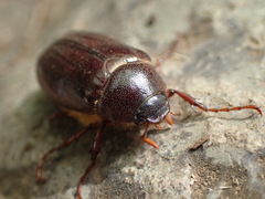 Phyllophaga futilis
