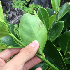 Suregada aequorea