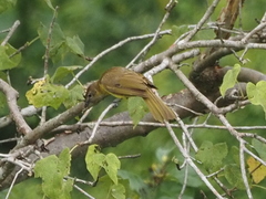 Chlorocichla flaviventris