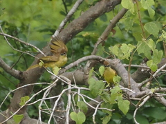 Chlorocichla flaviventris