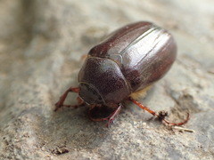 Phyllophaga futilis