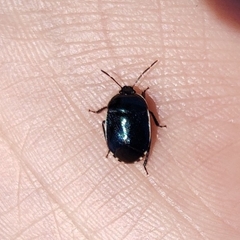 Canthophorus