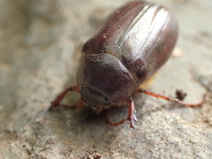 Phyllophaga futilis
