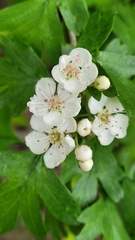 Crataegus monogyna