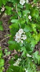 Crataegus monogyna