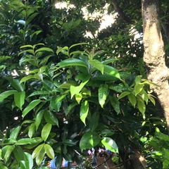Syzygium taiwanicum