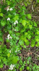 Crataegus monogyna