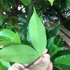 Syzygium taiwanicum