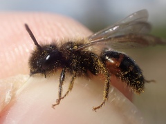 Andrena rosae