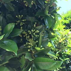 Syzygium taiwanicum