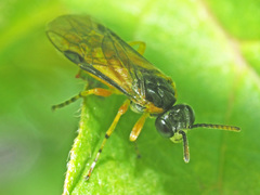 Athalia cordata