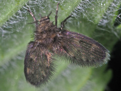 Pneumia trivialis