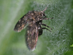 Pneumia trivialis
