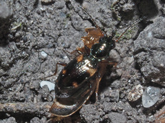 Bembidion quadrimaculatum