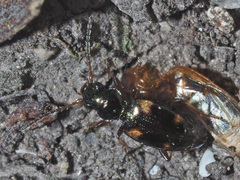 Bembidion quadrimaculatum