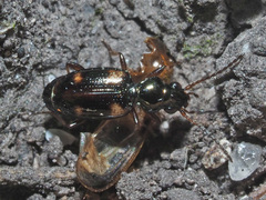 Bembidion quadrimaculatum