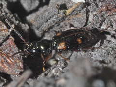 Bembidion quadrimaculatum