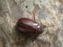 Phyllophaga futilis