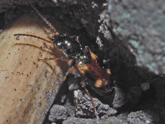 Bembidion quadrimaculatum