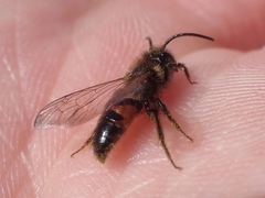 Andrena rosae