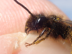Andrena rosae