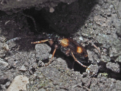 Bembidion quadrimaculatum