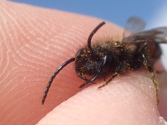 Andrena rosae
