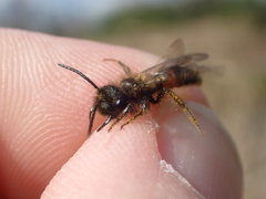 Andrena rosae