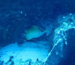 Prognathodes aculeatus