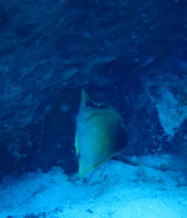 Prognathodes aculeatus