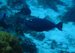 Xanthichthys ringens