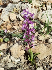 Orchis anatolica