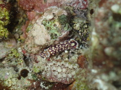 Hypselodoris whitei