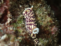 Hypselodoris whitei