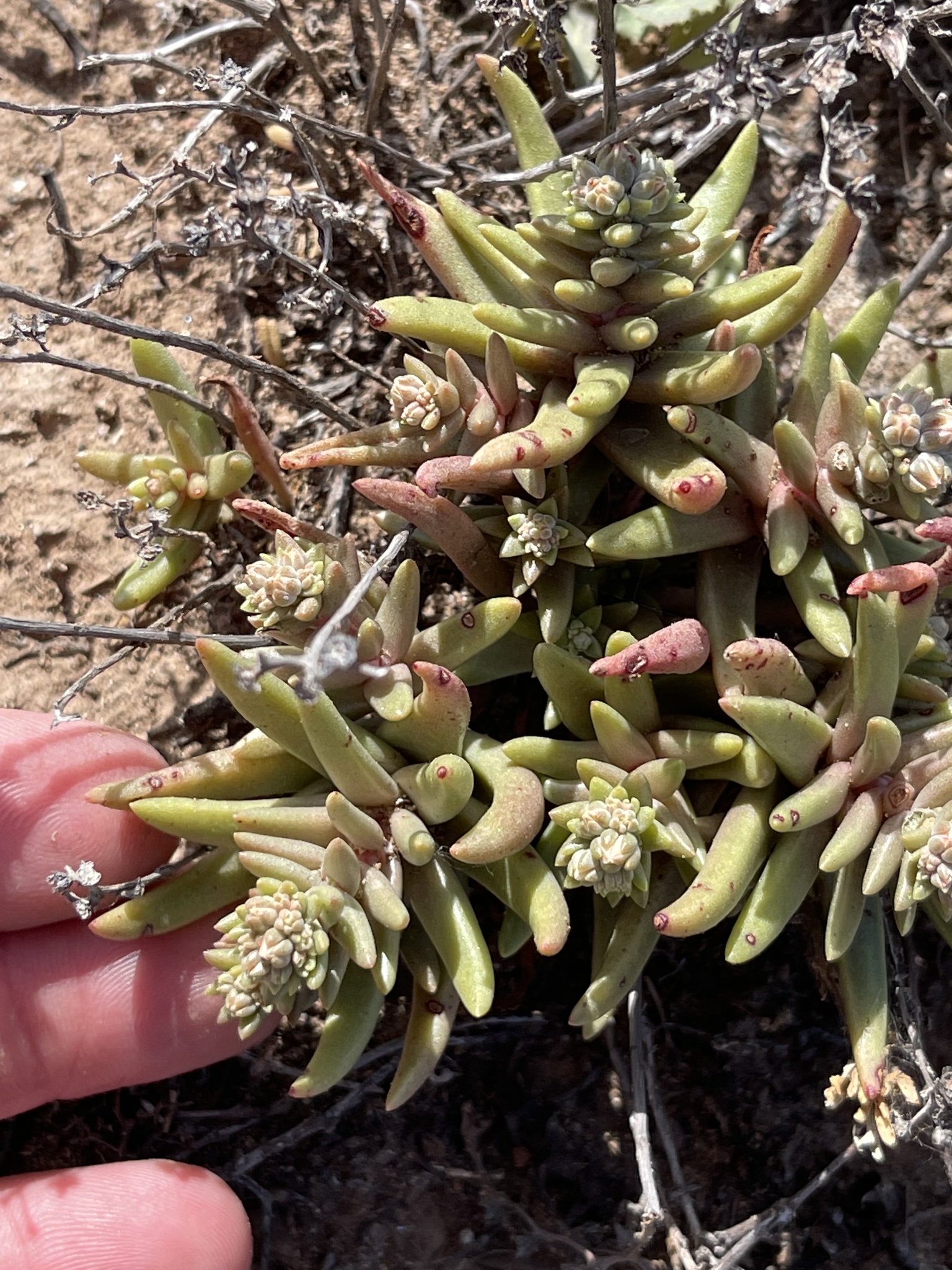 Santa Cruz Island dudleya Dudleya nesiotica iNaturalist United