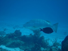 Lutjanus cyanopterus