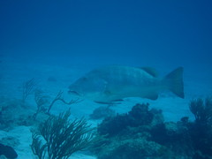 Lutjanus cyanopterus