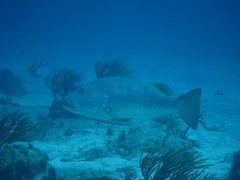 Lutjanus cyanopterus