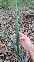 Dianella prunina