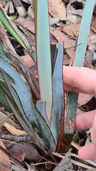 Dianella prunina