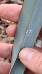 Dianella prunina