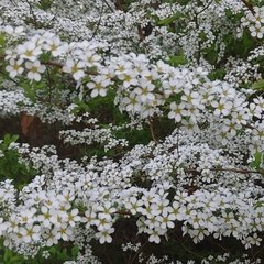 Spiraea prunifolia
