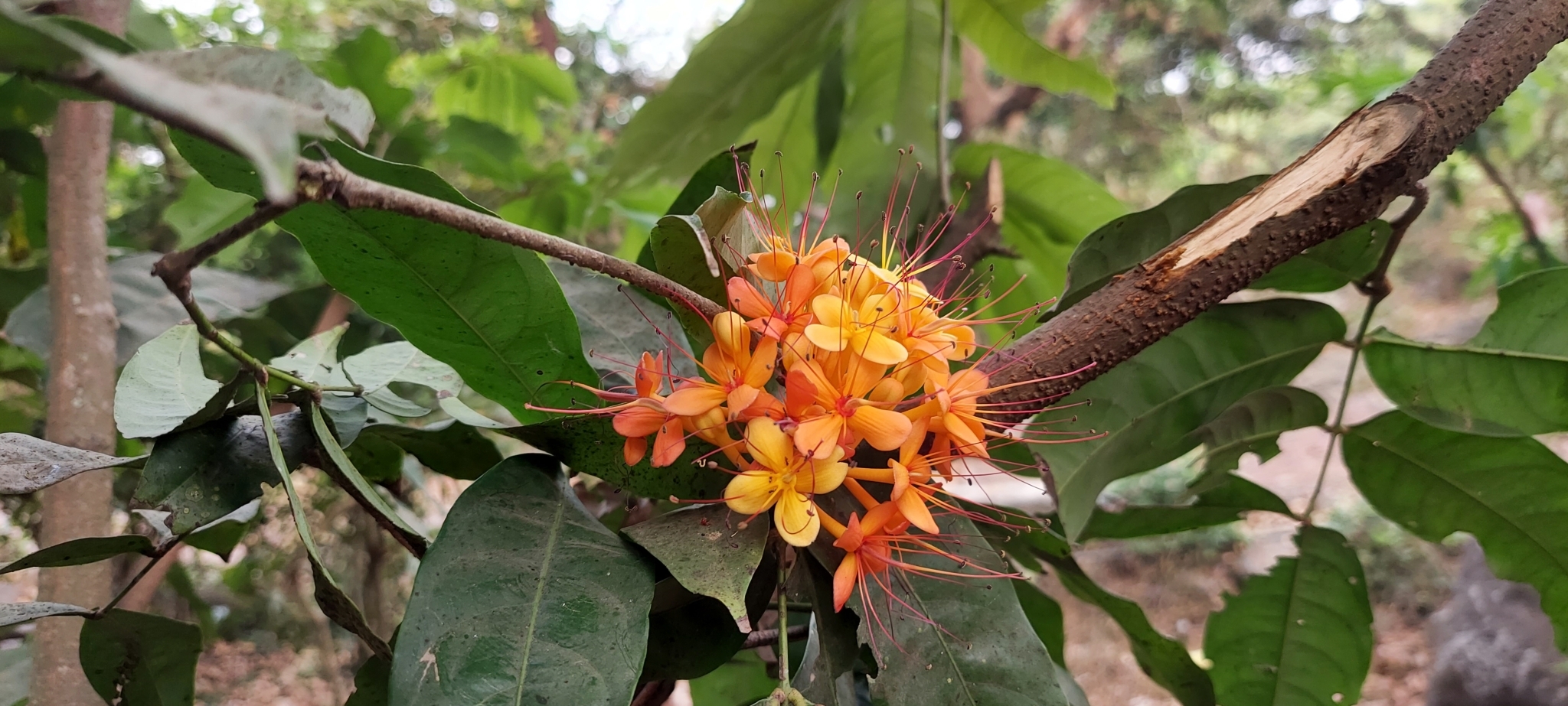 Saraca asoca (Roxb.) W.J.de Wilde