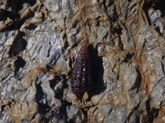 Cerithium coralium